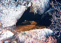 Small protected pools like this along the San Jacinto River provide habitat for the rare Mountain Yellow-legged frog