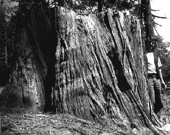 Cut stump of 7 foot diameter Incense Cedar. This 350 year old tree is being carved into a "Right to Life" tree for the next Olympics in Utah