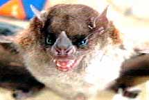 A yet to be identified bat caught in our mist nets