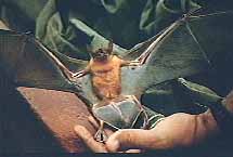 Another bat from our survey of the interior rooms of the hotel