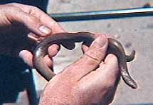 This Southern Rubber Boa captured on Black Mountain is a California state threatened species