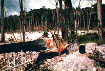 Clear cutting the old growth rainforest near Kilometer 88