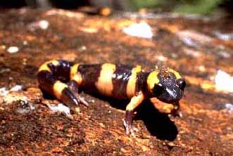 Ensatina eschscholtzii Klauberi occurs from Garner Valley north into Strawberry Valley to the North Fork of the San Jacinto River near Dark Canyon