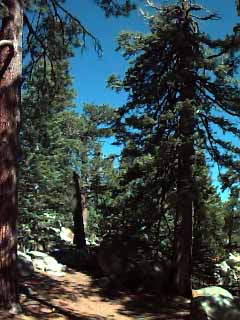 Mixed conifer forest interior