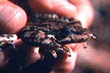 Mountain Yellow-legged Frog found in Black Mountain Creek