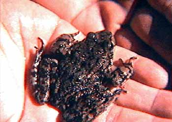 Mountain Yellow-legged Frog